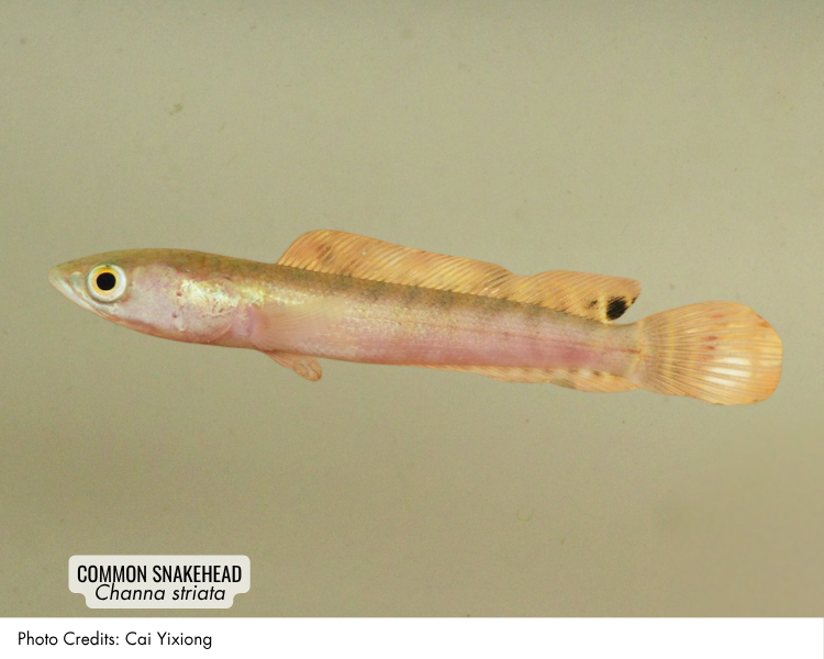 Common Snakehead (Channa striata)